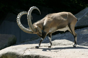 Ibex: minden az alpesi kecske életéről